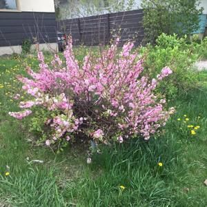 Meet your Posher, Arzu